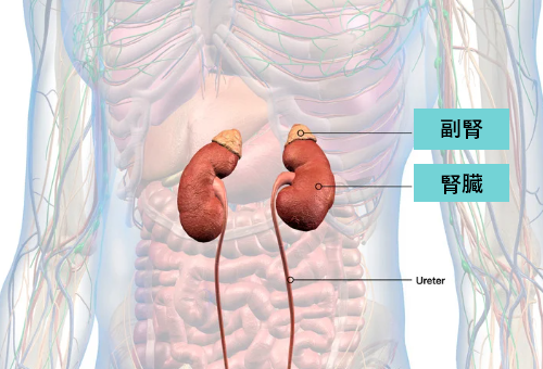 左右の腎臓の位置について